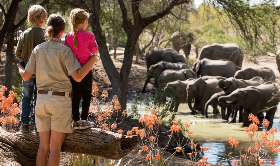Melhores Safaris na África do Sul - 7 Roteiros que Valem a Pena - Xtravel