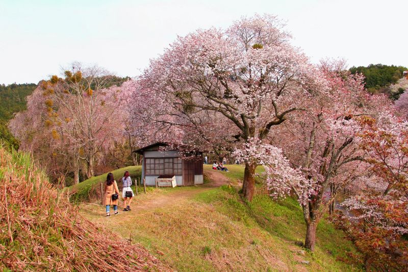 onde ver sakura no Japão - Xtravel
