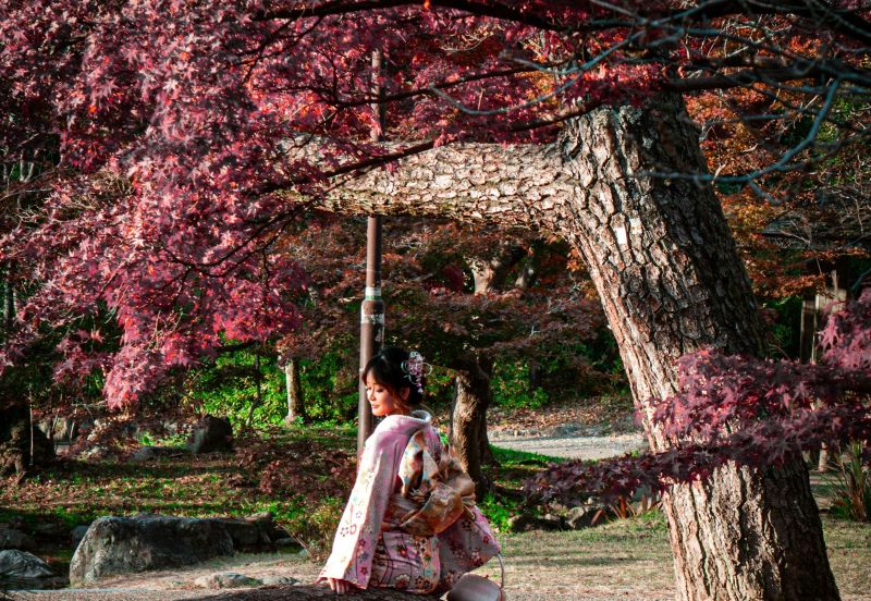 onde ver sakura no Japão - Xtravel