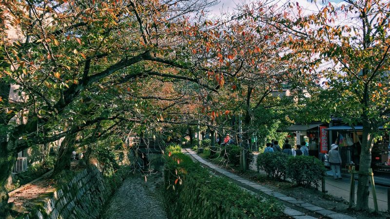 onde ver sakura no Japão - Xtravel