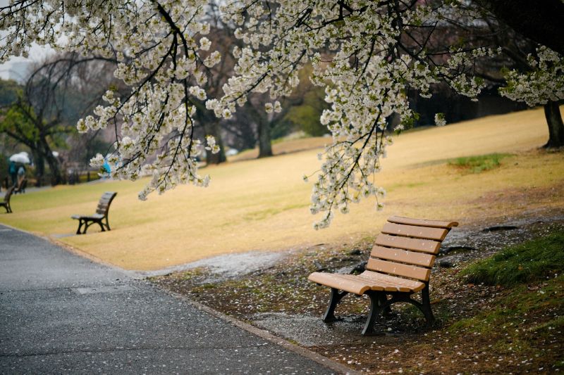 onde ver sakura no Japão - Xtravel