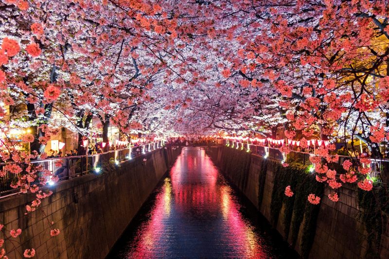 onde ver sakura no Japão - Xtravel