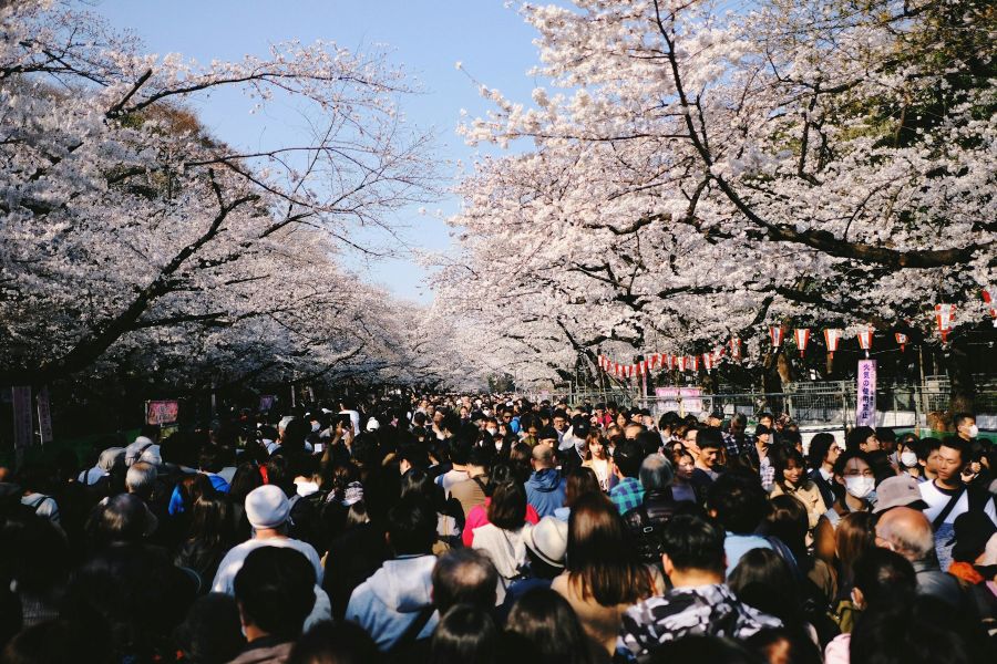 onde ver sakura no Japão - Xtravel