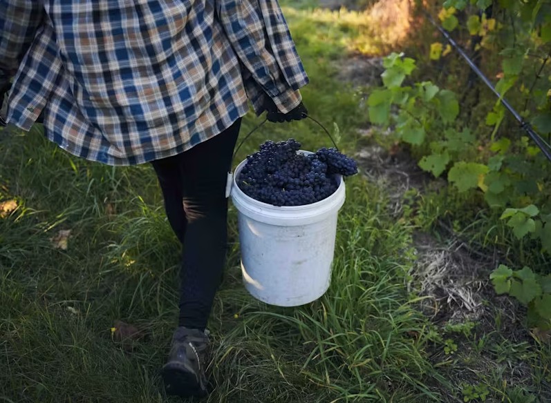 vinhedos na Austrália - Xtravel