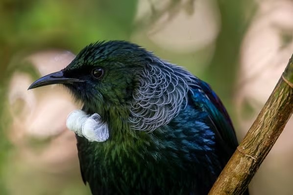 o que fazer em Wellington - Xtravel