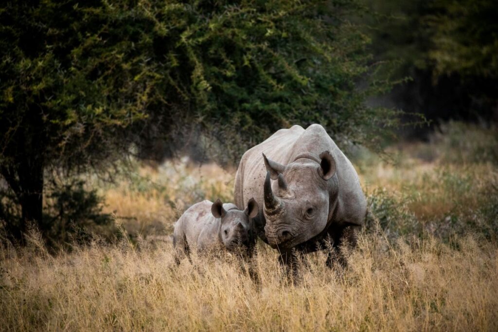 Big Five África - Xtravel