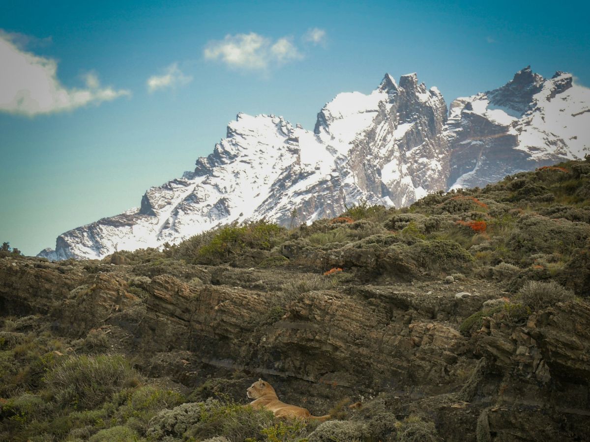 Puma em torres del paine - xtravel
