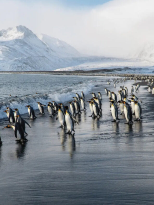 Cruzeiro Antártica Valor - XTravel