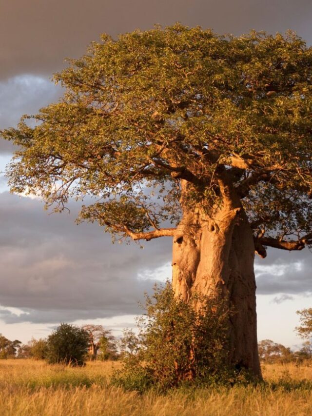 Safari na Tanzânia - Parques, Roteiros e Preços - Xtravel