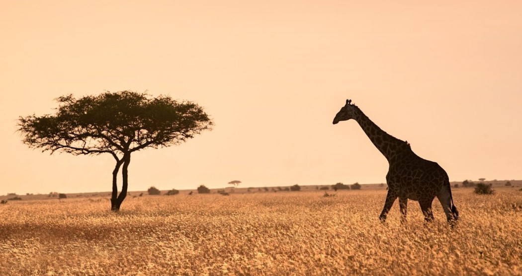 Roteiro no Serengeti - Xtravel