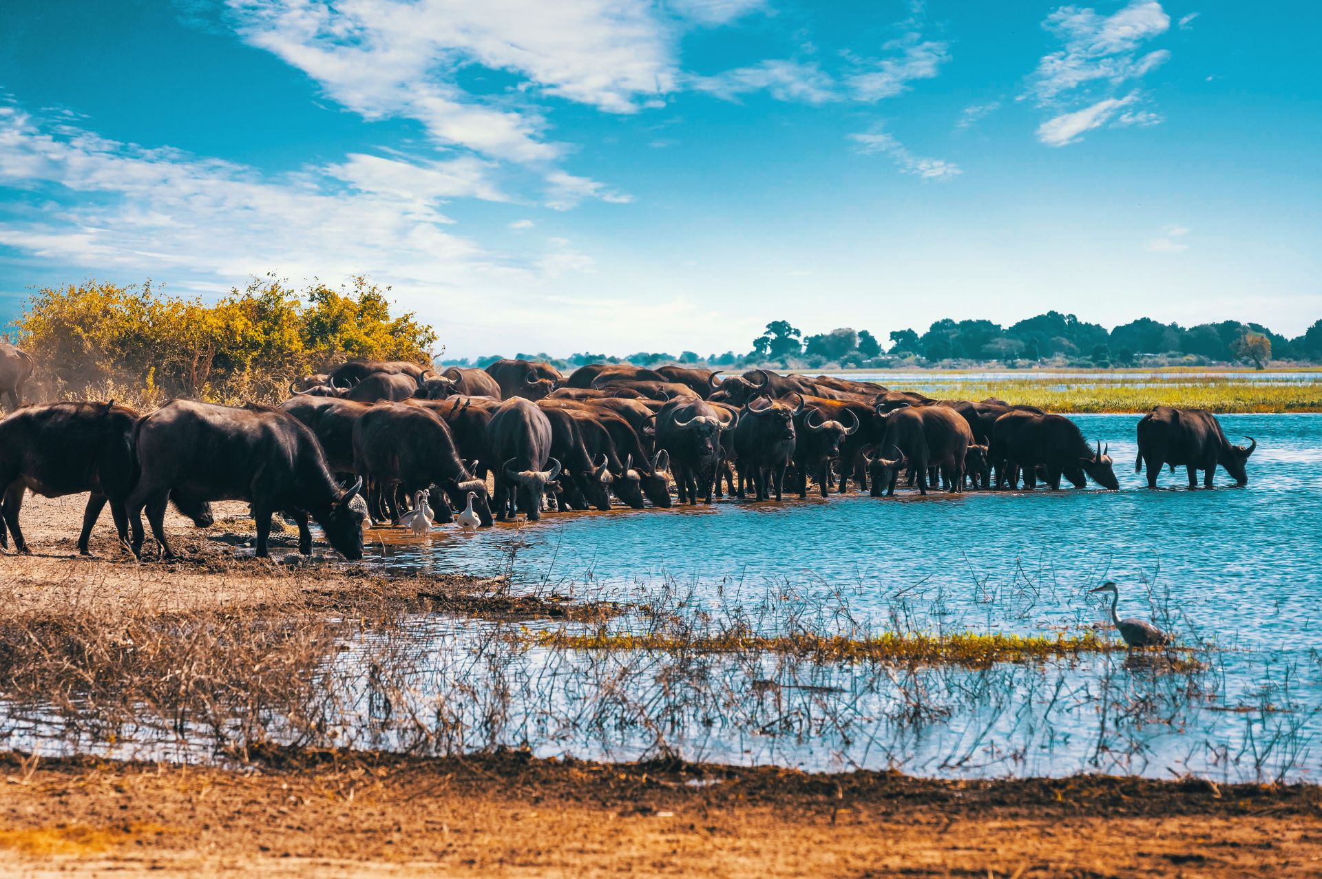 Desbravar os cenários de Botsuana e se curvar perante aos animais gloriosos em seu habitat natural é uma das melhores vivências que podemos proporcionar.