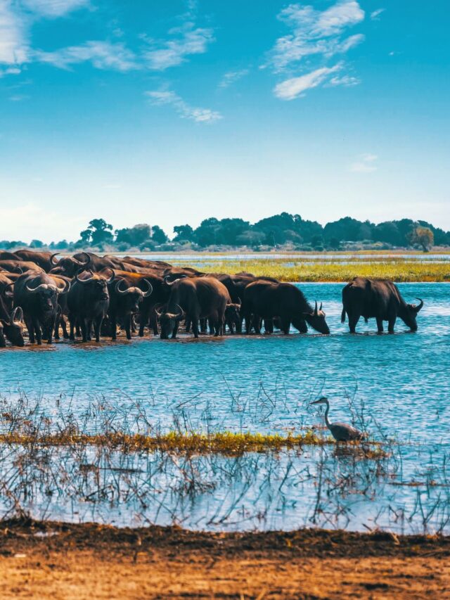 Visite Botsuana | Agência de viagem Xtravel - Viagens Fantásticas