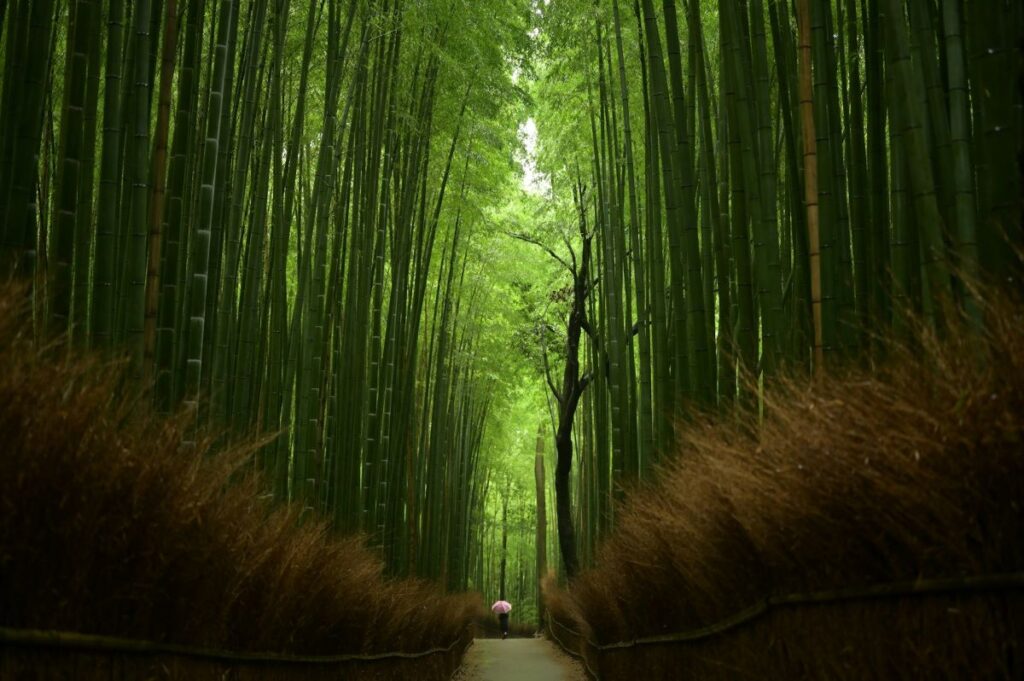 Floresta de Bambu no Japão - Xtravel
