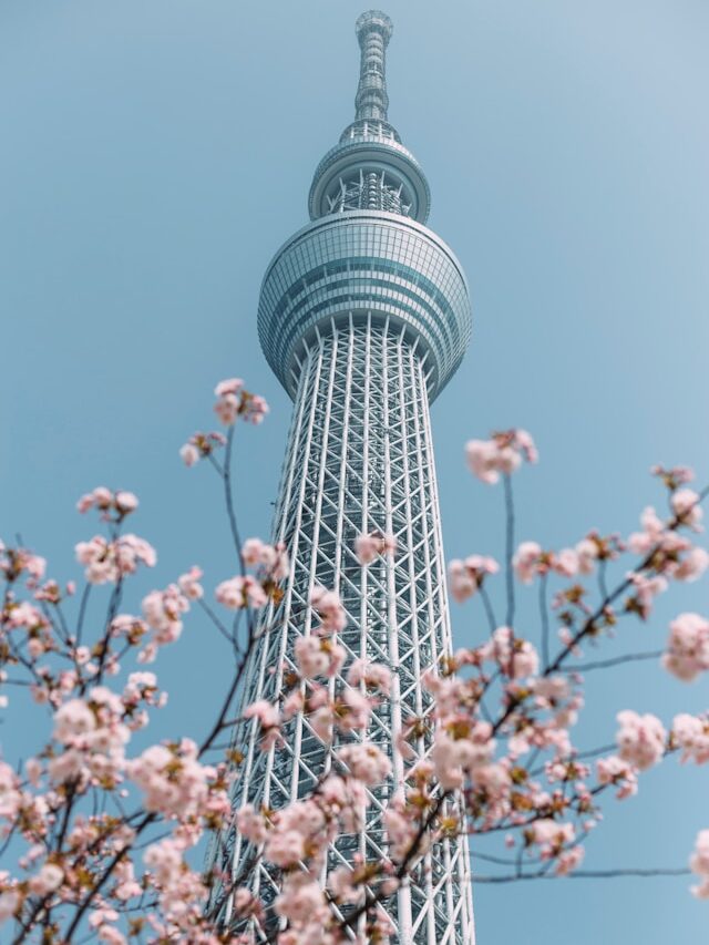 Cerejeira Japão - Xtravel