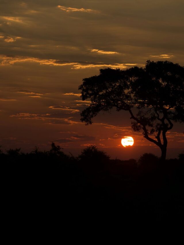 curiosidades da África do Sul - Xtravel