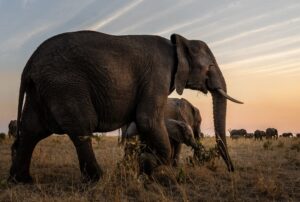 safári na África do Sul - Xtravel