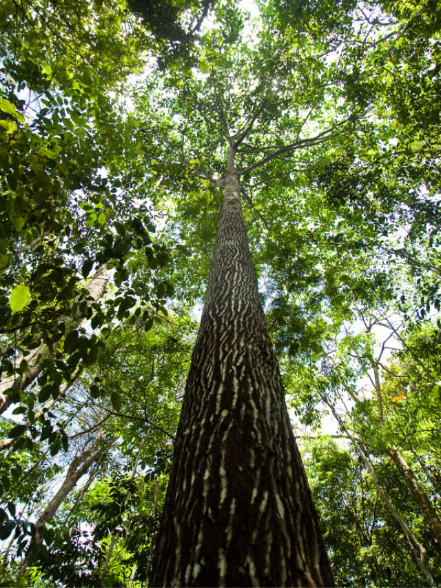 Bioma Amazônia - Xtravel