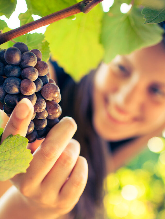 tour degustação vinho Egito - Xtravel