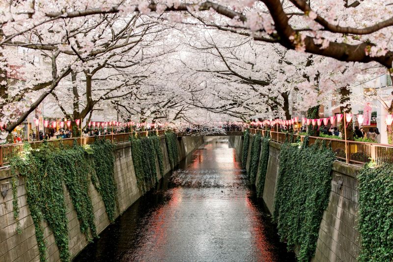onde ver sakura no Japão - Xtravel
