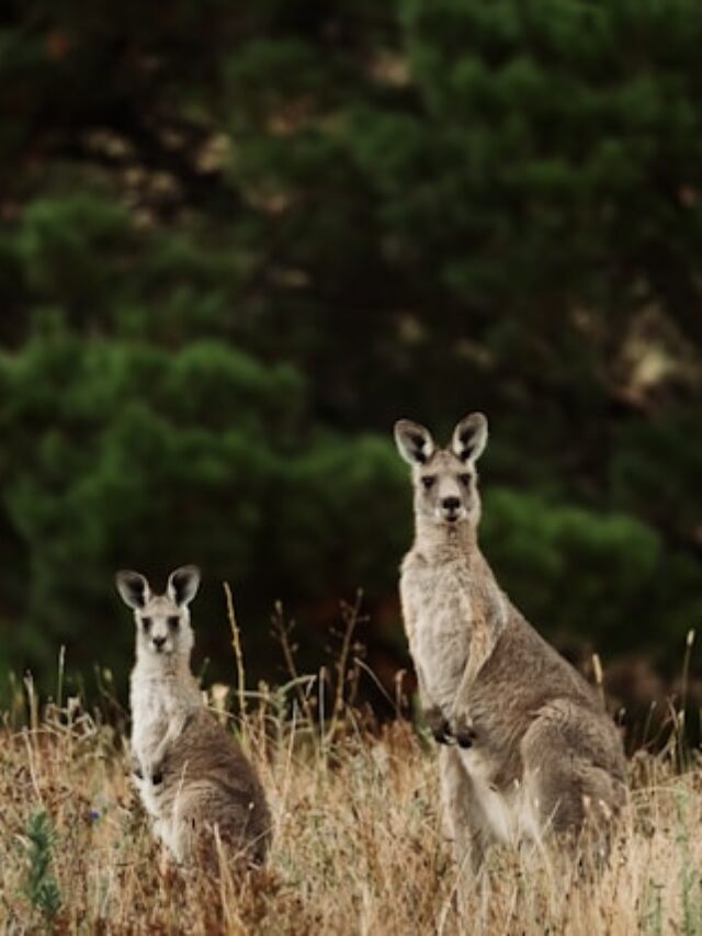 Animais da Austrália