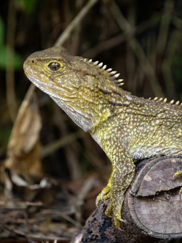 animais da Nova Zelândia - Xtravel