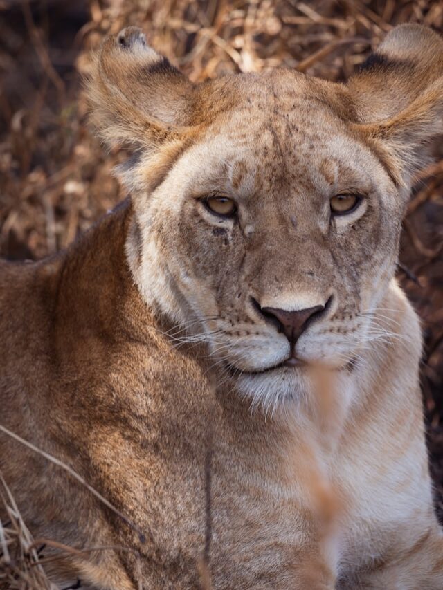 animais savana africana -Xtravel