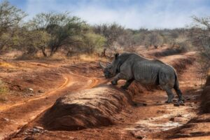 rinoceronte Big Five África - Xtravel